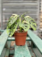 Zdjęcie rosliny doniczkowej Monstera Monkey Mask variegata (adansonii variegata) 3, ujęcie 2