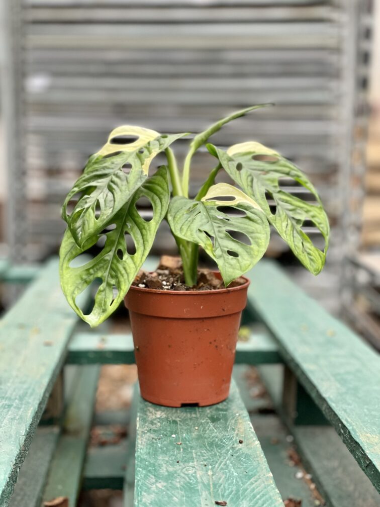 Zdjęcie rosliny doniczkowej Monstera Monkey Mask variegata (adansonii variegata) 3, ujęcie 2