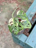 Zdjęcie rosliny doniczkowej Monstera Monkey Mask variegata (adansonii variegata) 3, ujęcie 3
