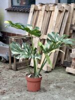 Zdjęcie rosliny doniczkowej Monstera Thai Constellation N1, ujęcie 1