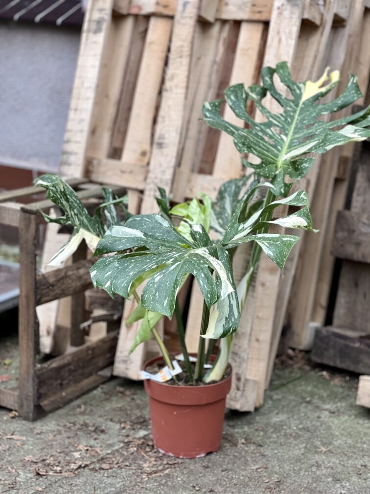 Zdjęcie rosliny doniczkowej Monstera Thai Constellation N1, ujęcie 2