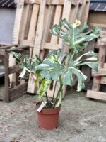 Zdjęcie rosliny doniczkowej Monstera Thai Constellation N1, ujęcie 3