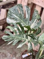 Zdjęcie rosliny doniczkowej Monstera Thai Constellation N1, ujęcie 4