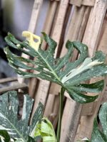 Zdjęcie rosliny doniczkowej Monstera Thai Constellation N1, ujęcie 5