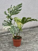 Zdjęcie rosliny doniczkowej Monstera Thai Constellation N2, ujęcie 1