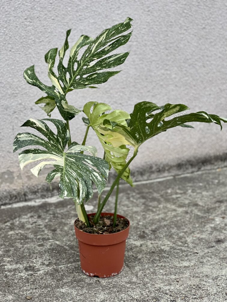 Zdjęcie rosliny doniczkowej Monstera Thai Constellation N2, ujęcie 1