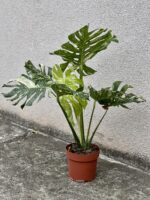 Zdjęcie rosliny doniczkowej Monstera Thai Constellation N2, ujęcie 2