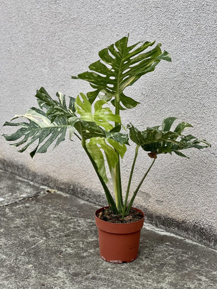 Zdjęcie rosliny doniczkowej Monstera Thai Constellation N2, ujęcie 2