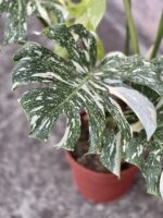 Zdjęcie rosliny doniczkowej Monstera Thai Constellation N2, ujęcie 3
