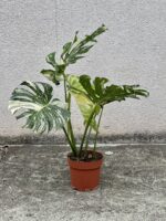Zdjęcie rosliny doniczkowej Monstera Thai Constellation N2, ujęcie 4