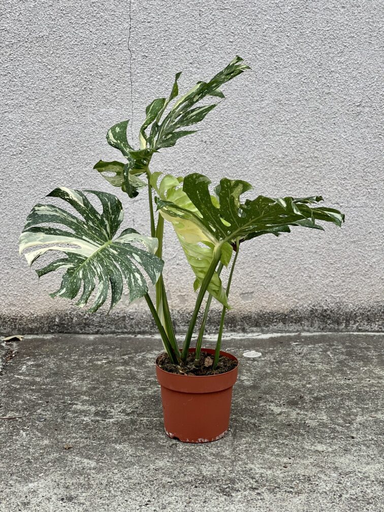 Zdjęcie rosliny doniczkowej Monstera Thai Constellation N2, ujęcie 4
