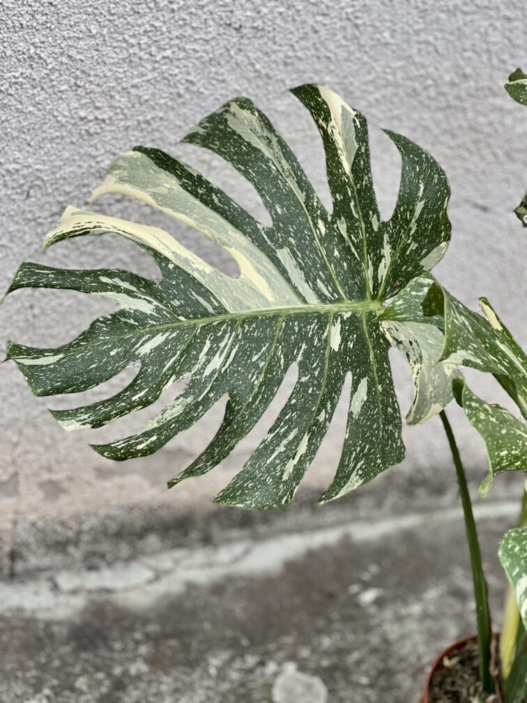 Zdjęcie rosliny doniczkowej Monstera Thai Constellation N2, ujęcie 5