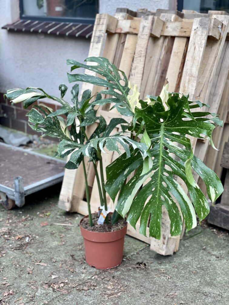 Zdjęcie rosliny doniczkowej Monstera Thai Constellation N3, ujęcie 1