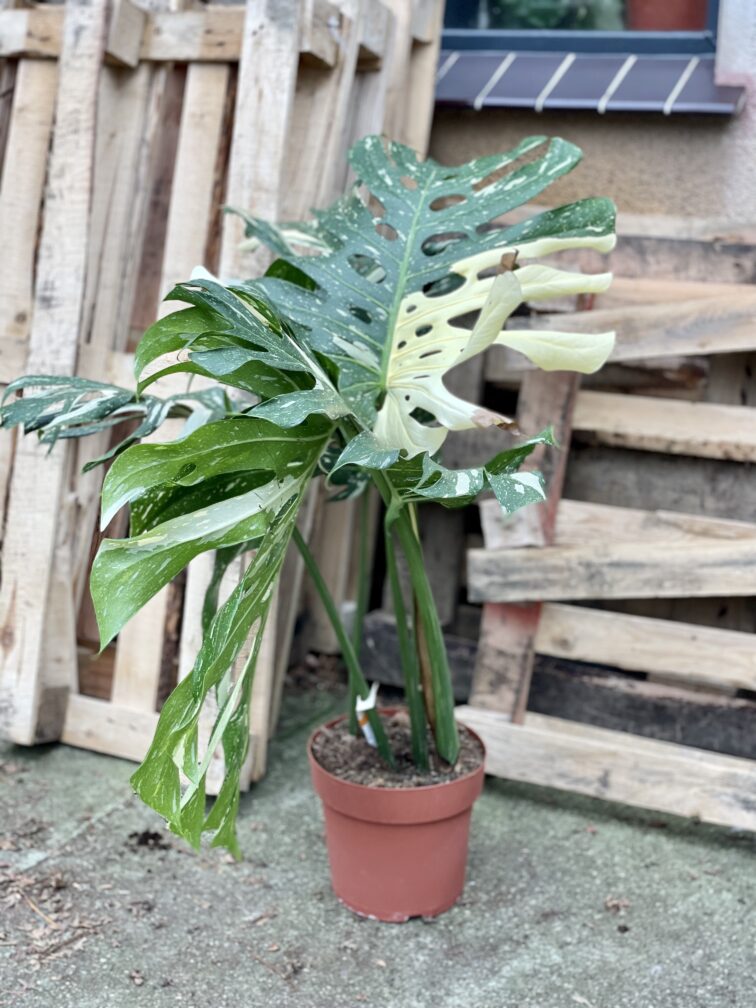 Zdjęcie rosliny doniczkowej Monstera Thai Constellation N3, ujęcie 2