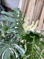 Zdjęcie rosliny doniczkowej Monstera Thai Constellation N3, ujęcie 3