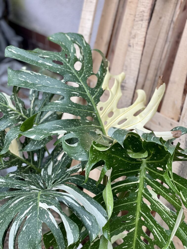 Zdjęcie rosliny doniczkowej Monstera Thai Constellation N3, ujęcie 3
