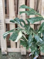 Zdjęcie rosliny doniczkowej Monstera Thai Constellation N3, ujęcie 4