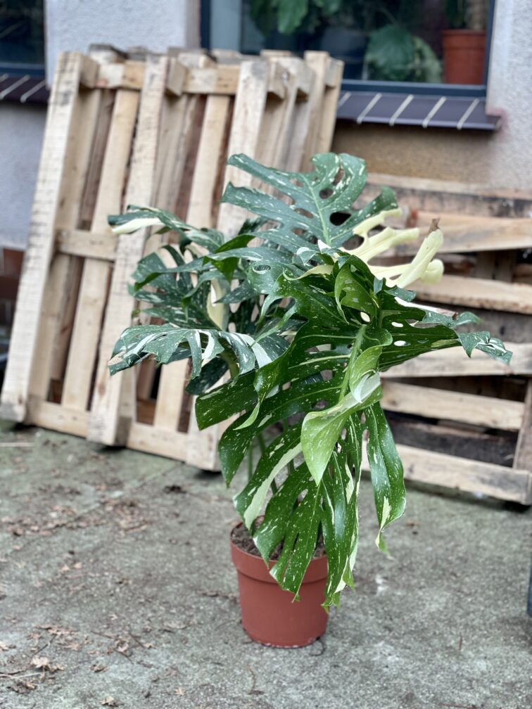 Zdjęcie rosliny doniczkowej Monstera Thai Constellation N3, ujęcie 5