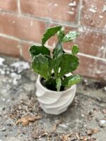 Zdjęcie rosliny doniczkowej Opuntia jamaicensis, ujęcie 1