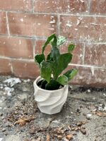 Zdjęcie rosliny doniczkowej Opuntia jamaicensis, ujęcie 2
