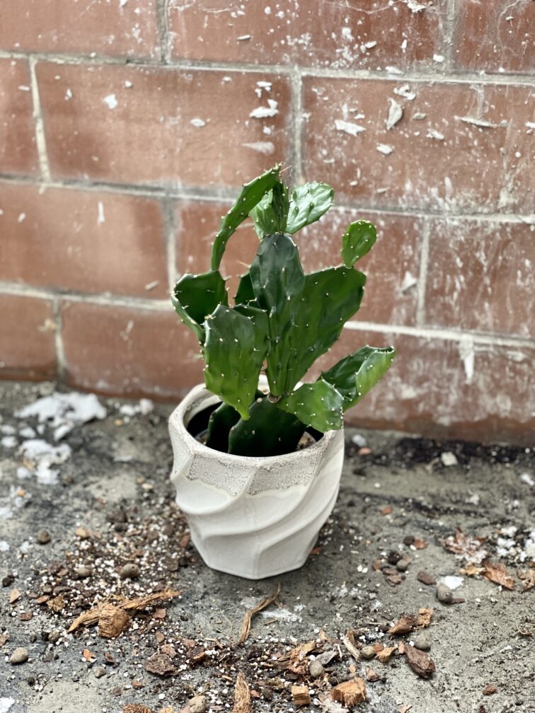 Zdjęcie rosliny doniczkowej Opuntia jamaicensis, ujęcie 2