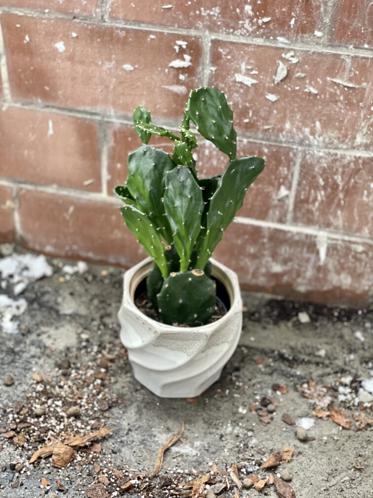 Zdjęcie rosliny doniczkowej Opuntia jamaicensis, ujęcie 3