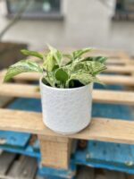 Zdjęcie doniczki lub oslonki: Osłonka Bubble 12 × 12 cm, ujęcie 2