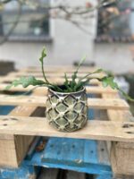 Zdjęcie doniczki lub oslonki: Osłonka Pineapple 9 × 12 cm, ujęcie 2