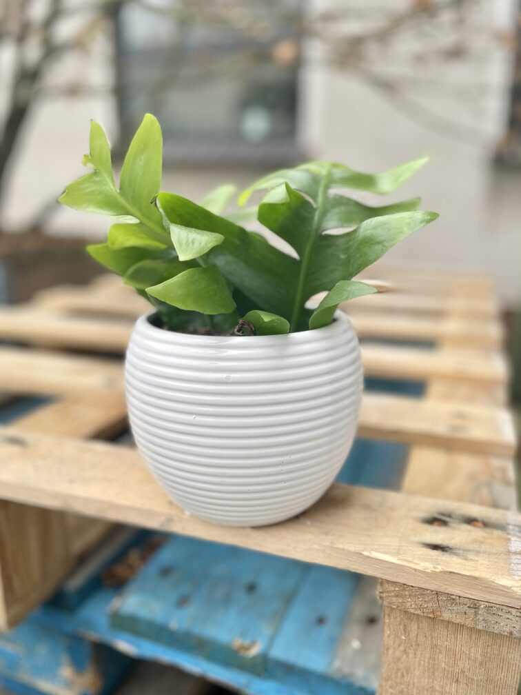 Zdjęcie doniczki lub oslonki: Osłonka prążki 12 × 12 cm, ujęcie 2