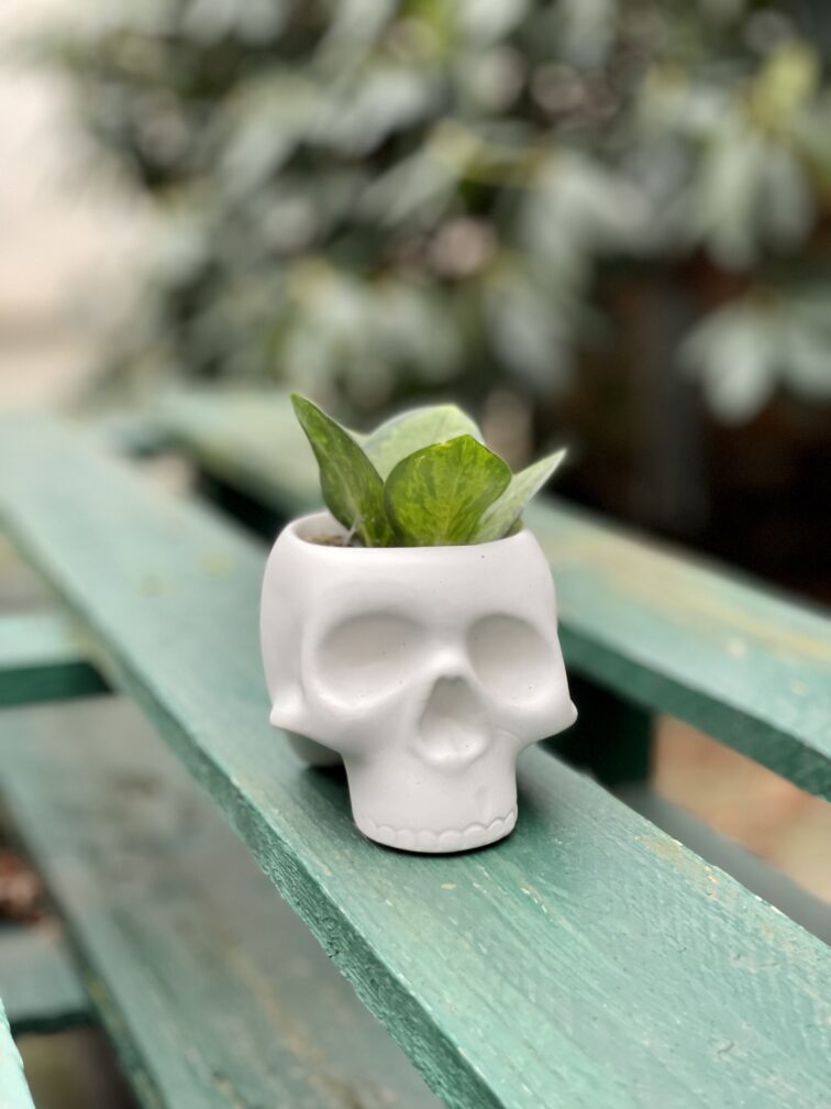 Zdjęcie doniczki lub oslonki: Osłonka Skull White 6x8 cm, ujęcie 2