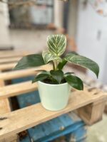 Zdjęcie doniczki lub oslonki: Osłonka Tumbler Mięta 11x10 cm, ujęcie 2