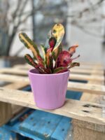 Zdjęcie doniczki lub oslonki: Osłonka Tumbler Pink 11x10 cm, ujęcie 2