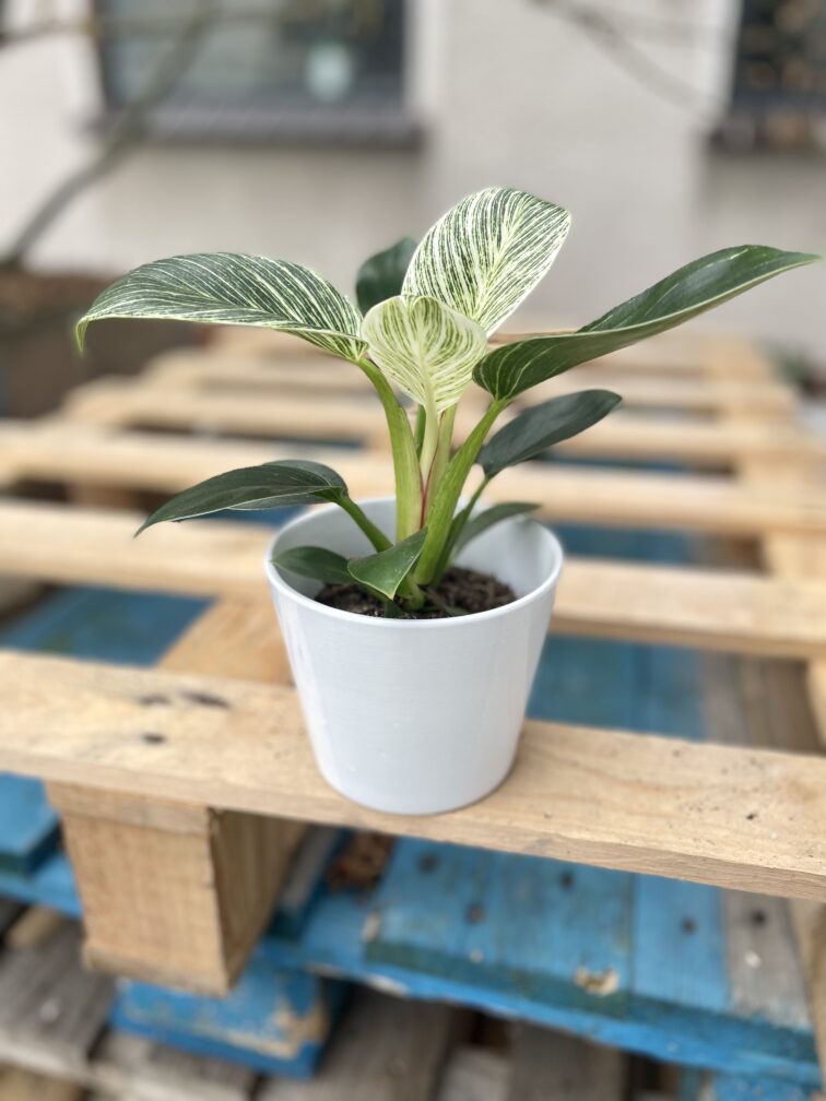 Zdjęcie doniczki lub oslonki: Osłonka Tumbler White 11x10 cm, ujęcie 2
