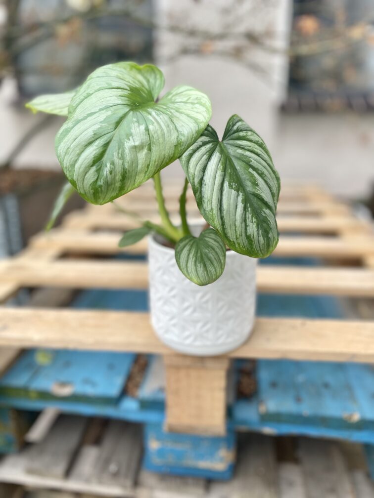 Zdjęcie doniczki lub oslonki: Osłonka White Flower 12 × 13 cm, ujęcie 2