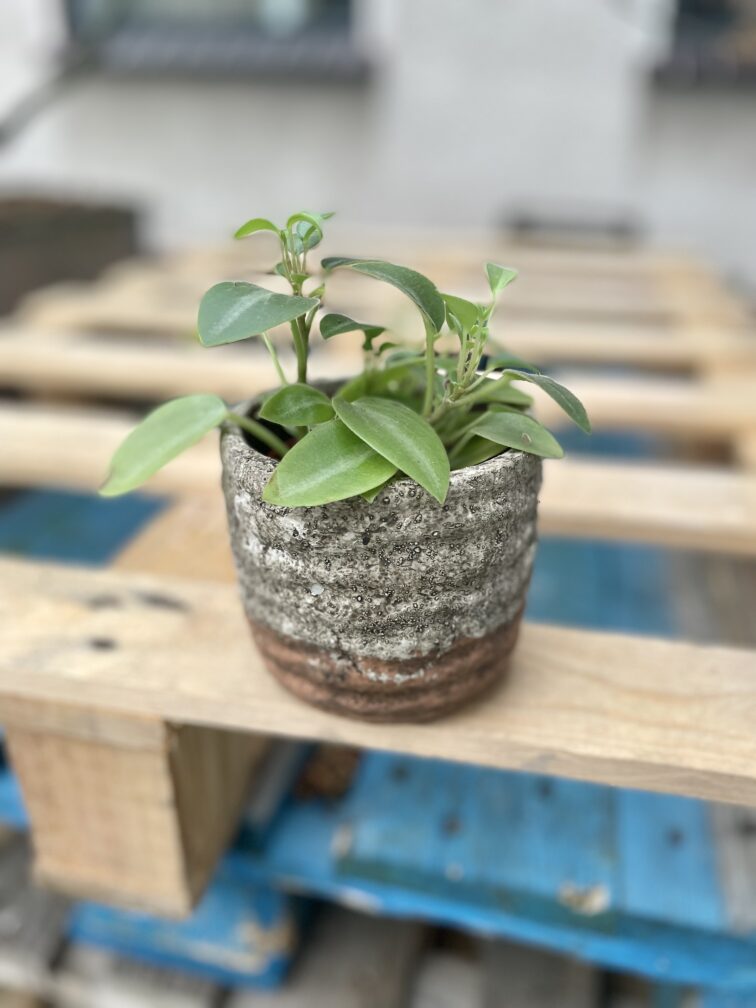 Zdjęcie doniczki lub oslonki: Osłonka Żwirek 9 × 10 cm, ujęcie 2