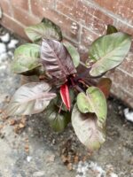 Zdjęcie rosliny doniczkowej Philodendron Cherry Red, ujęcie 1