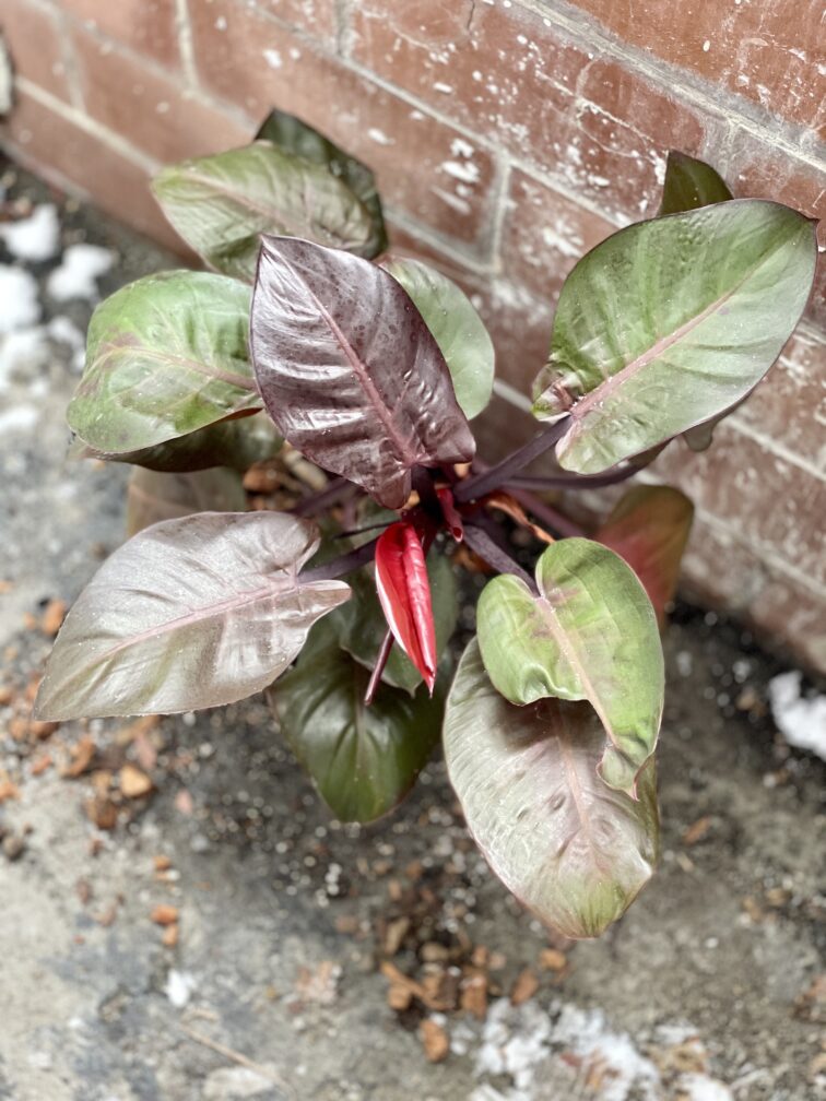 philodendron-cherry-red_17x35-1_1671273870.jpg Zdjęcie rosliny doniczkowej Philodendron Cherry Red, ujęcie 1