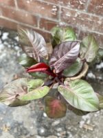 Zdjęcie rosliny doniczkowej Philodendron Cherry Red, ujęcie 2