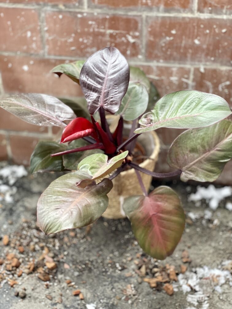 Zdjęcie rosliny doniczkowej Philodendron Cherry Red, ujęcie 3