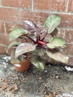 Zdjęcie rosliny doniczkowej Philodendron Cherry Red, ujęcie 4