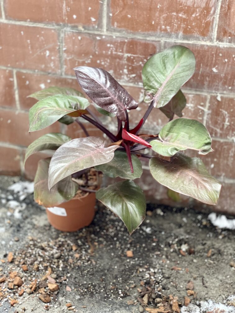 Zdjęcie rosliny doniczkowej Philodendron Cherry Red, ujęcie 4