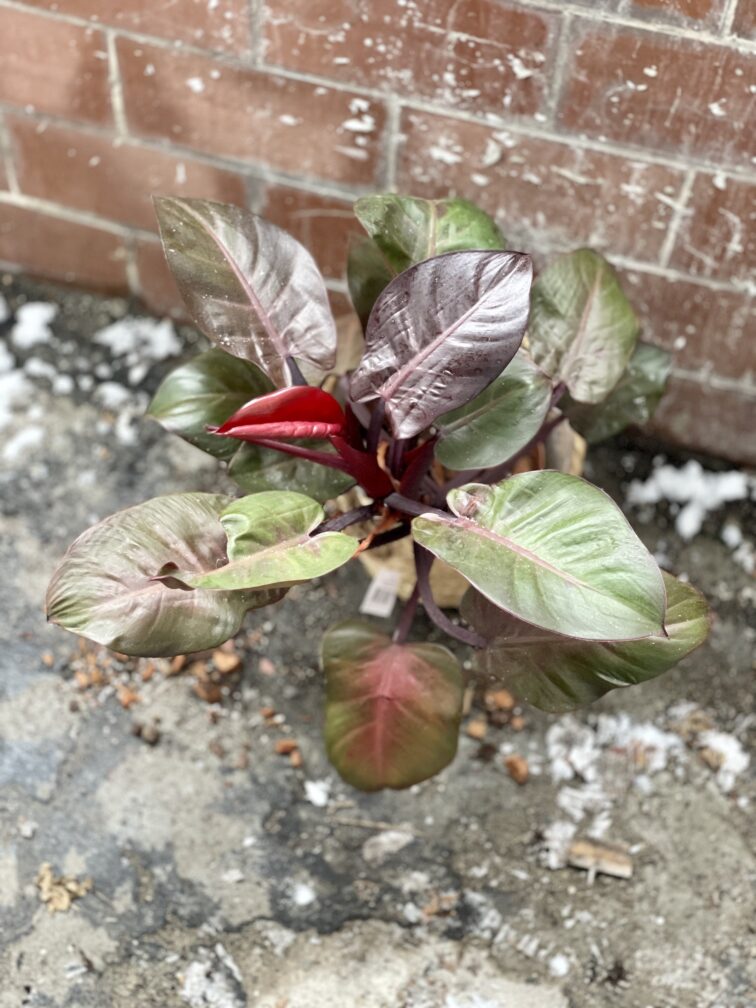 Zdjęcie rosliny doniczkowej Philodendron Cherry Red, ujęcie 5