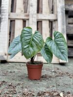 Zdjęcie rosliny doniczkowej Philodendron Sodiroi, ujęcie 1