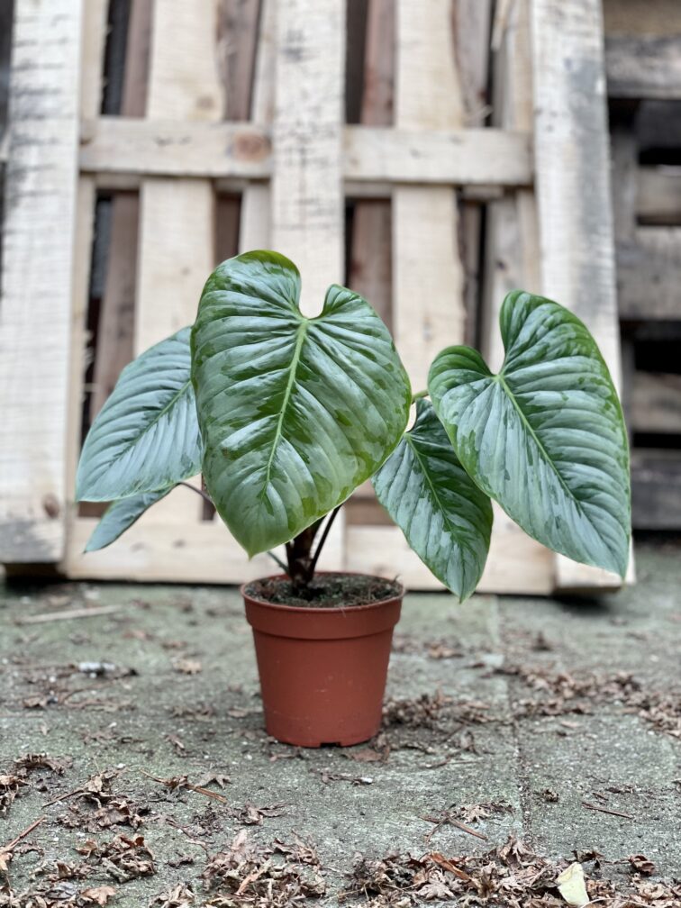 Zdjęcie rosliny doniczkowej Philodendron Sodiroi, ujęcie 1
