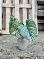 Zdjęcie rosliny doniczkowej Philodendron Sodiroi, ujęcie 2