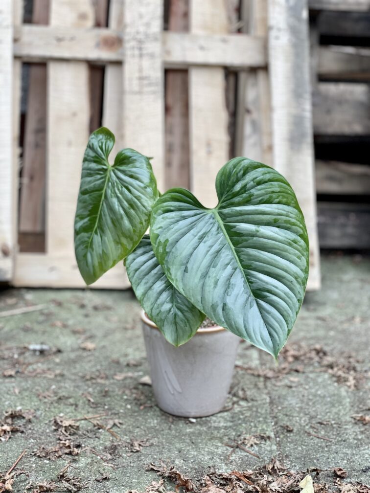 Zdjęcie rosliny doniczkowej Philodendron Sodiroi, ujęcie 2