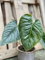 Zdjęcie rosliny doniczkowej Philodendron Sodiroi, ujęcie 3