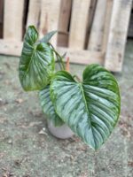 Zdjęcie rosliny doniczkowej Philodendron Sodiroi, ujęcie 4