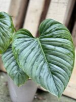Zdjęcie rosliny doniczkowej Philodendron Sodiroi, ujęcie 5