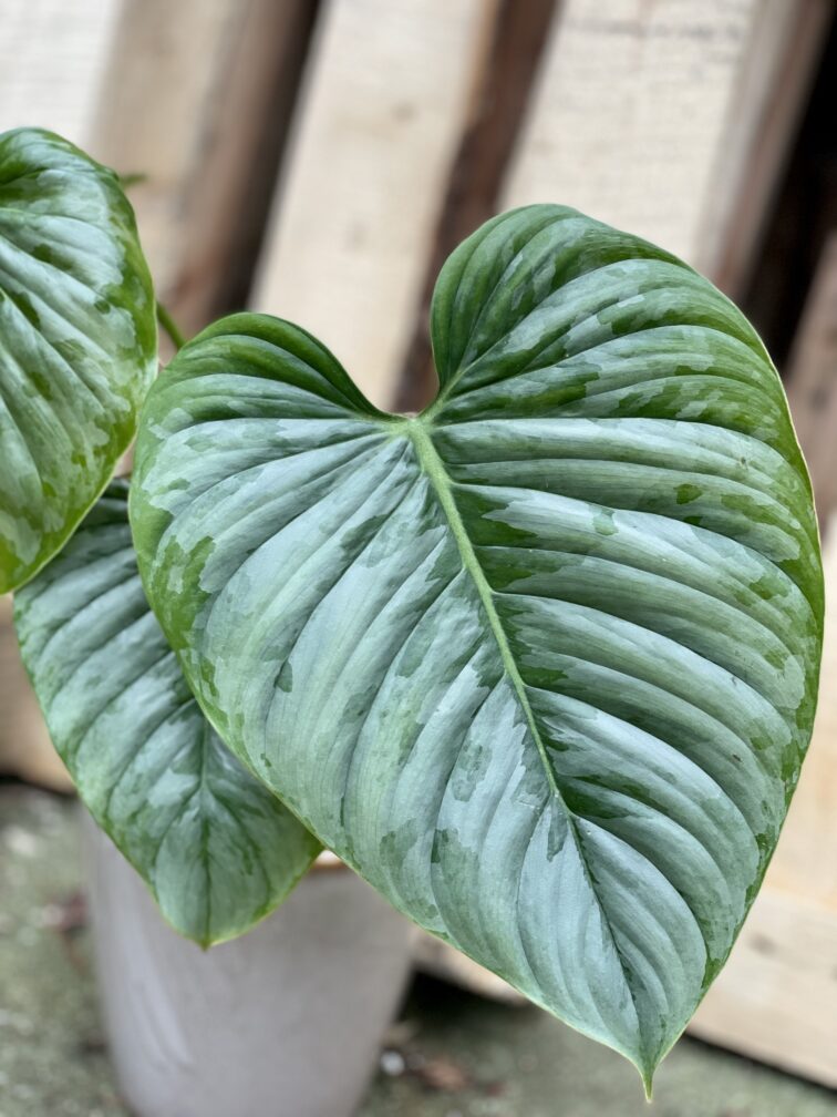 Zdjęcie rosliny doniczkowej Philodendron Sodiroi, ujęcie 5